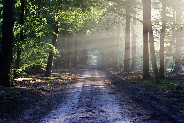 Forest path